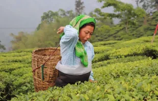 Imagem referencial de uma mulher dedicada à agricultura.