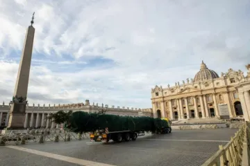 Árvore de Natal chega ao Vaticano