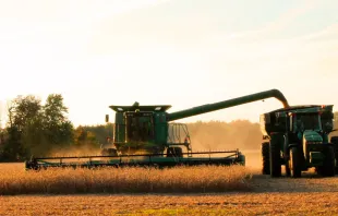 Trabalhos agrícolas.