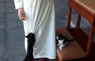 Bento XVI com dois gatos