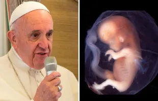 Papa Francisco: ACI Prensa